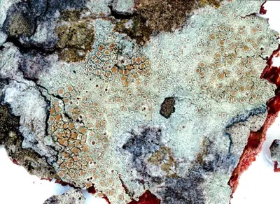 Mealy rim-lichen;   Rim lichen