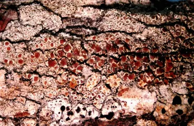 Rim lichen