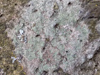 Lecidella lichen