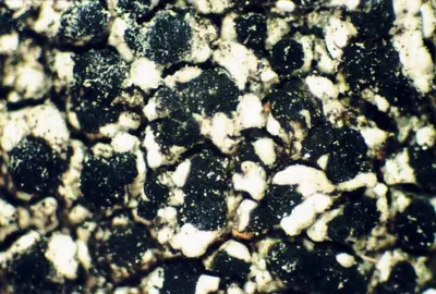 Disk lichen;   Lecidella lichen
