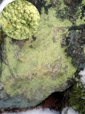 Psilolechia lichen