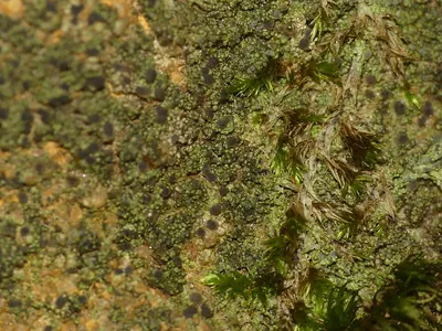 Shadow dot lichen;   Dot lichen