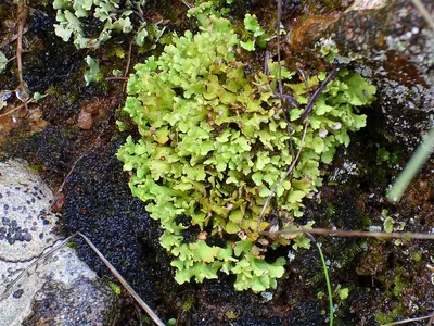 Cladonia foliacea