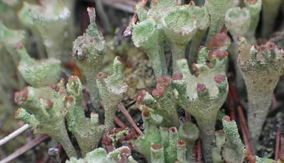 Cup lichen
