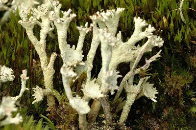 Cup lichen