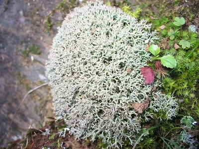 Cladonia stellaris