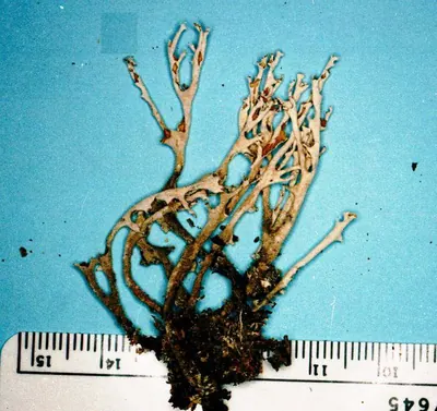 Cup lichen