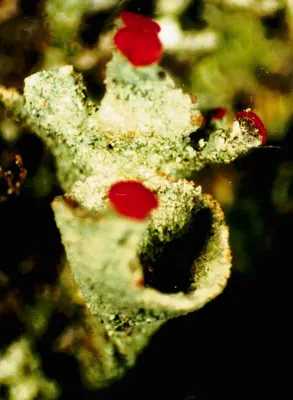 Cup lichen