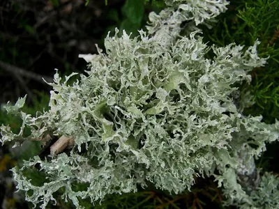 Cartilage lichen