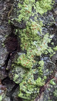 Dotted lichen