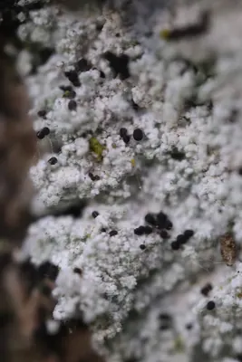 Lepraria rigidula