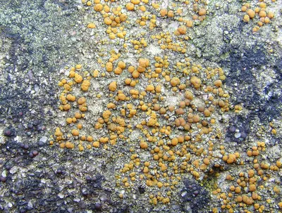 Protoblastenia lichen