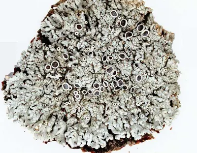 Rosette lichen