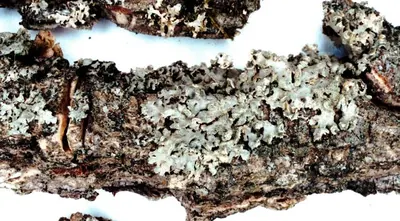 Physciella