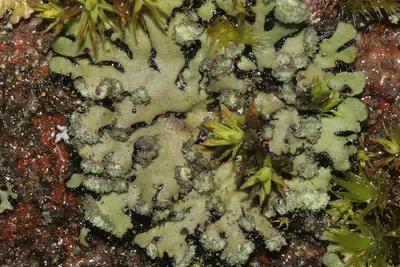 Wreath lichen
