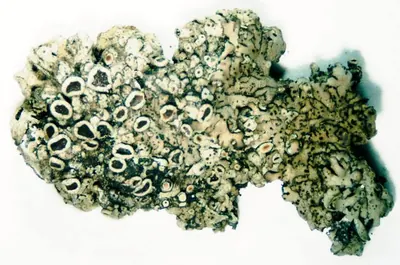 Ciliate wreath lichen