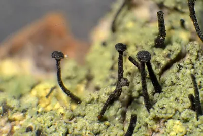 Green stubble lichen; &nbsp; Spike lichen; &nbsp; Frog stubble