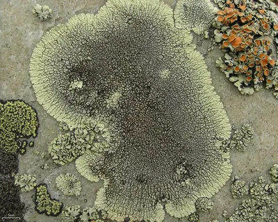 Mountain lichen