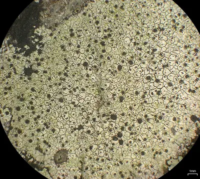 Sunken button lichen;   Disc lichen