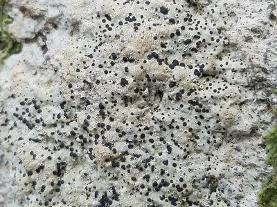 Disc lichen
