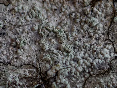 Disc lichen