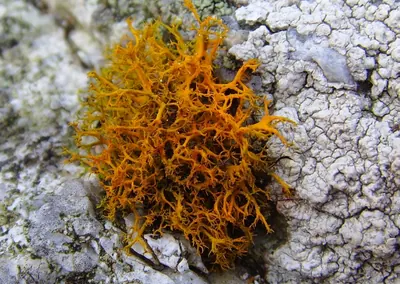 Teloschistes lichen