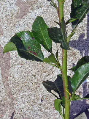 Stemphylium vesicarium