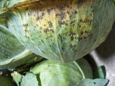 Alternaria brassicae