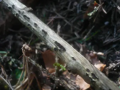 Cucurbitaria berberidis