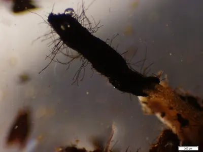 Cenococcum geophilum