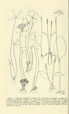 Longstem adderstongue