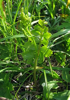 Northern moonwort