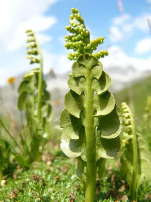 Moonwort