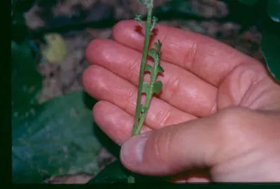 Mingan moonwort