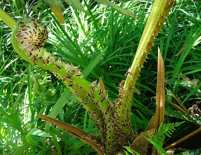 Spiny treefern