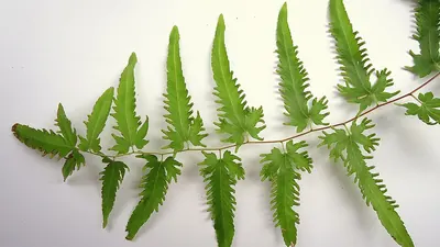 Lygodium venustum