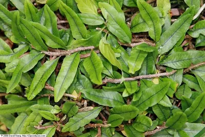 Clubmoss snakefern