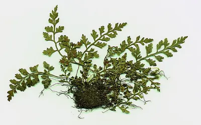 Mountain spleenwort