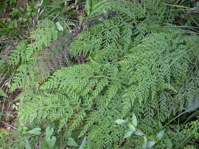 Chinese creepingfern