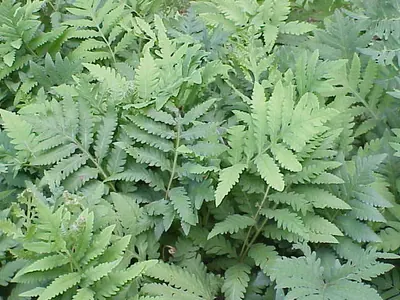 Sensitive fern