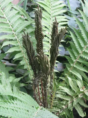 Shuttlecock fern