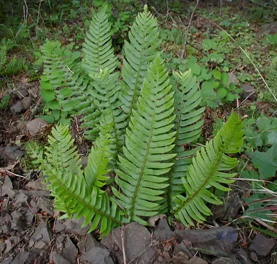 Western swordfern
