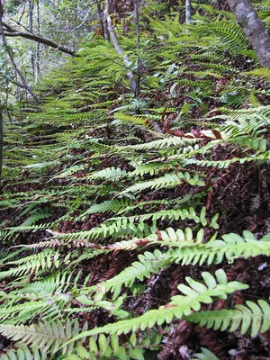 Hammock fern