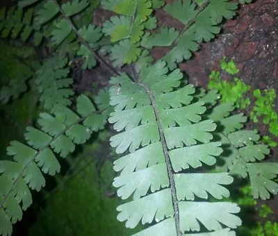 Tailed maidenhair