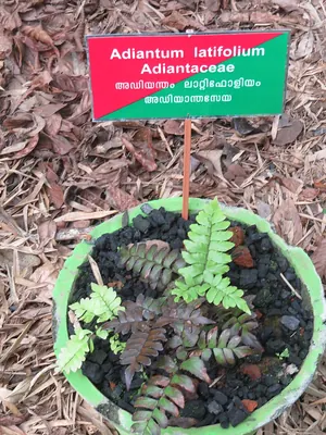 Broadleaf maidenhair