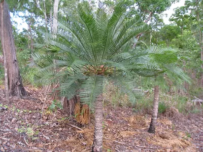 Cycas armstrongii