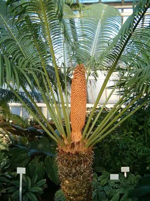 Bread palm