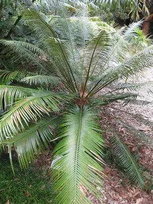 Cycad