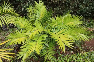 Cycad
