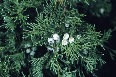 White Cypress